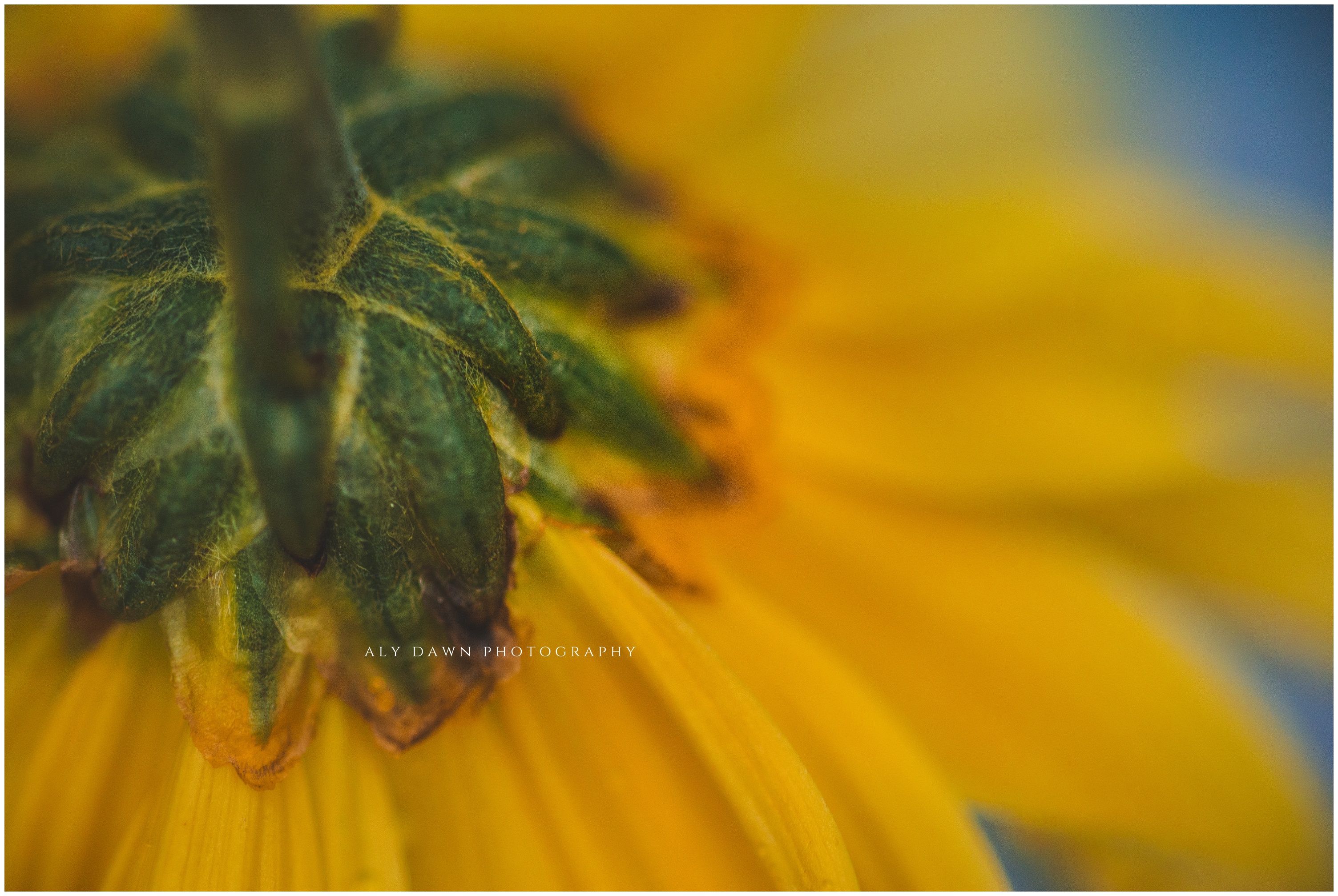 How and Why You Should Use a Third Hand in Macro Photography